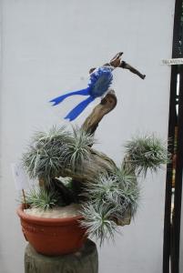 Plant show 2012 (114).JPG